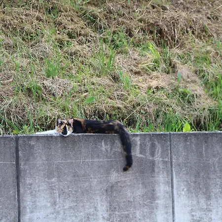 Apartmán Beim Tischler Vorderstoder